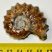 Kalcitosodott Douvilleiceras ammonitesz megcsiszolva
