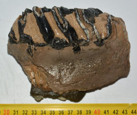 Mammuthus meridionalis partial tooth (846 grams)