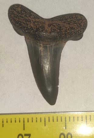 Striatolamia macrota shark tooth from Balegem