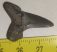 Striatolamia macrota shark tooth from Balegem