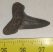 Striatolamia macrota shark tooth from Balegem