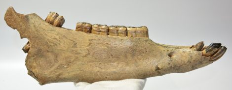 Equus sp. partial jaw (388 mm)