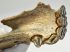 Equus sp. partial jaw (388 mm)