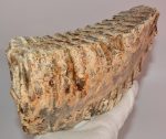 Mammuthus primigenius bal alsó fog (2103 gramm)