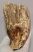 Mammuthus primigenius bal alsó fog (2103 gramm)