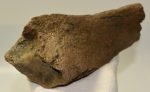   Stephanorhinus sp. Rhiniceros partial tibia bone SOLD (JS) 04