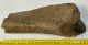 Stephanorhinus sp. Rhiniceros partial tibia bone SOLD (JS) 04