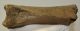 Stephanorhinus sp. Rhiniceros partial tibia bone SOLD (JS) 04