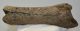 Stephanorhinus sp. Rhiniceros partial tibia bone SOLD (JS) 04