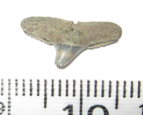 Carcharhinus priscus cápa fog (7,5 mm x 15 mm)