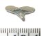 Carcharhinus priscus shark tooth (7,5 mm x 15 mm)