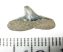 Carcharhinus priscus shark tooth (7,5 mm x 15 mm)