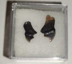 Eotrigonodon serratus fish tooth 