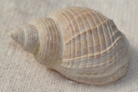 Nassarius obliquatus csiga kövület Spanyolországból