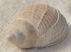 Nassarius obliquatus csiga kövület Spanyolországból