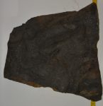  Komlosaurus carbonis footprint fossil (16 Kg)