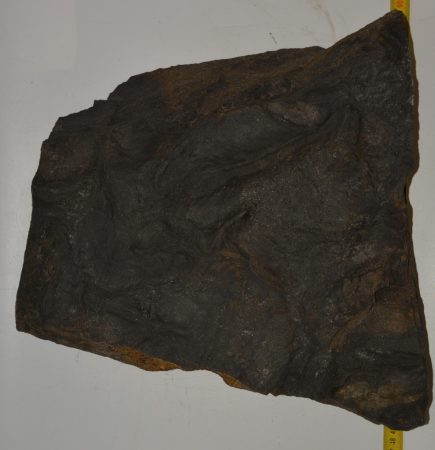  Komlosaurus carbonis footprint fossil (16 Kg)