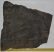  Komlosaurus carbonis footprint fossil (16 Kg)