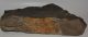  Komlosaurus carbonis footprint fossil (16 Kg)