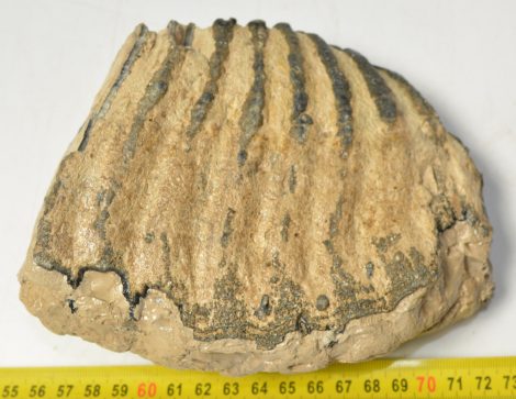 Mammuthus sp. partial tooth (1544 grams)