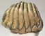 Mammuthus sp. partial tooth (1544 grams)