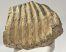 Mammuthus sp. partial tooth (1544 grams)