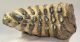 Mammuthus sp. partial tooth (1544 grams)