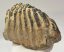 Mammuthus sp. partial tooth (1544 grams)