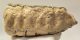 Mammuthus sp. partial tooth (1544 grams)