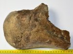 Mammuthus cf. meridionalis partial femur bone (4917 grams)