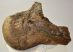 Mammuthus cf. meridionalis partial femur bone (4917 grams)