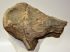 Mammuthus cf. meridionalis partial femur bone (4917 grams)