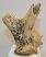 Cervus elaphus részleges agancs (745 gramm)
