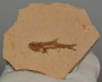 Mangán dendrites Dastilbe crandalli hal kövület