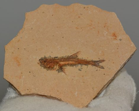 Mangán dendrites Dastilbe crandalli hal kövület Mangán dendrites Dastilbe crandalli hal kövület