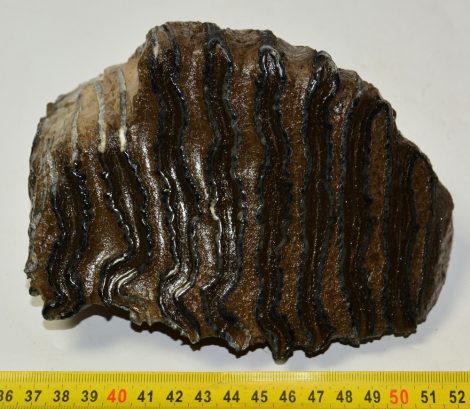 Mammuthus sp. részleges fog (1536 gramm)