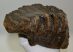 Mammuthus sp. részleges fog (1536 gramm)