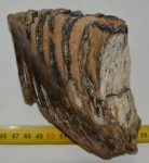   Mammuthus primigenius részleges fog (855 gramm) ELFOGYOTT (M) 06