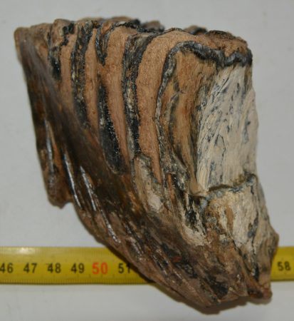 Mammuthus primigenius részleges fog (855 gramm) ELFOGYOTT (M) 06