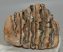 Mammuthus primigenius részleges fog (855 gramm) ELFOGYOTT (M) 06