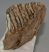 Mammuthus primigenius részleges fog (855 gramm) ELFOGYOTT (M) 06