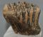 Mammuthus primigenius részleges fog (855 gramm) ELFOGYOTT (M) 06