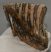 Mammuthus primigenius részleges fog (855 gramm) ELFOGYOTT (M) 06