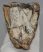 Mammuthus primigenius részleges fog (855 gramm) ELFOGYOTT (M) 06