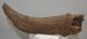 Bison sp. bölény szarvcsap csont (356 mm)