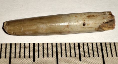 Rapetosaurus krausei tooth from Madagascar