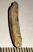 Rapetosaurus krausei tooth from Madagascar