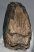 Mammuthus primigenius partial tooth (1666 grams)
