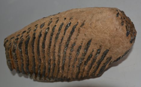 Mammuthus primigenius fog (6441 gramm) gyapjas mamut