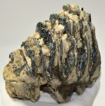 Mammuthus meridionalis részleges fog (1291 gramm)